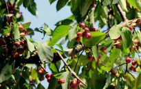 Jabłoń ozdobna czyli rajska 