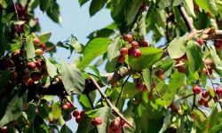 Jabłoń ozdobna czyli rajska 