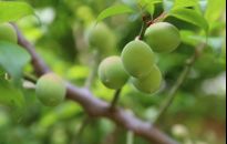 Drzewka owocowe kolumnowe - nowy trend w ogrodzie