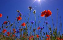 Meconops czyli uroczy niebieski mak