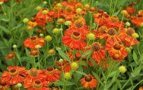 Dzielżan jesienny- atrakcyjna bylina ogrodowa