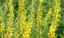 Nostrzyk żółty - w ogrodzie i medycynie ludowej 