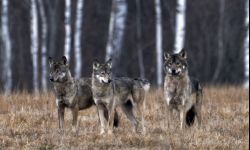 Przeżył przygodę życia, spotykając  wilczą watahę w Dolinie Sanu 