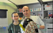 Zwierzęta czują już wiosnę! Ptaki szykują się na okres godowy