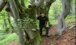 Posadź swoje drzewo - na Podkarpaciu rozdadzą 6 000 sadzonek