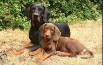 Psy myśliwskie i króliki na Jesiennej Giełdzie Ogrodniczej w Boguchwale 