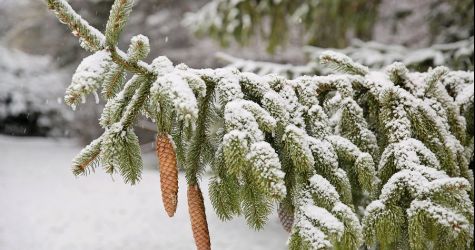 Choinka. Lepiej żywa czy sztuczna?