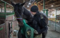 Evento i Pasat - nowe konie w bieszczadzkiej Straży Granicznej