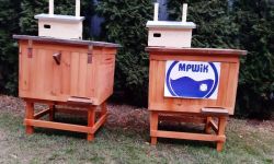 Prawie pół miliona pszczół w Rzeszowie! MPWiK buduje pasiekę!