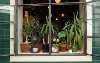 Rośliny oczyszczające powietrze w domu