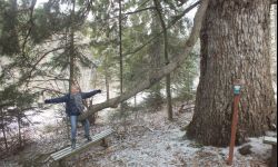 Jodła "Elżbieta" w finale Drzewa Roku 2020