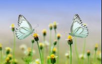 Kawałek kwietnej łąki można posiać pod domem 