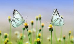 Kawałek kwietnej łąki można posiać pod domem 