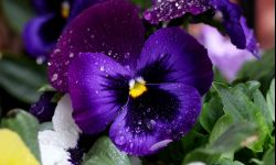 Sałatka z bratka. Jak wykorzystać kwiaty z ogródka w kuchni.