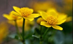 Dzikimi kaczeńcami obsadzisz oczko wodne 