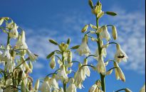 Kwiaty, który długo kwitną - letnie hiacynty