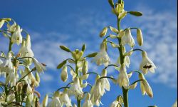 Kwiaty, który długo kwitną - letnie hiacynty