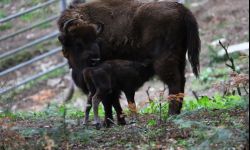 Pierwsze w tym roku narodziny w żubrzej zagrodzie w Mucznem