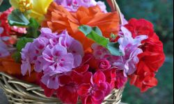 Ciekawe odmiany pelargonii i podstawy uprawy