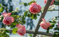 Sekrety uprawy pnących róż