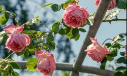 Sekrety uprawy pnących róż