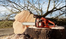 Karczowanie drzew i krzewów - jak się pozbyć korzeni?