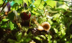 Jak pokonać szarą pleśń w truskawkach