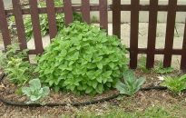 Aromatyczna melisa w naszym ogrodzie