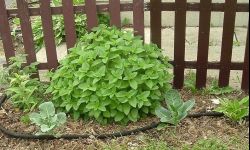 Aromatyczna melisa w naszym ogrodzie