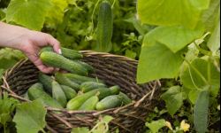 Lato w ogrodzie. Sezon na ogórki