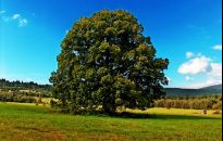 Dolina Górnego Sanu z aplikacją Bieszczadzkiego Parku Narodowego 