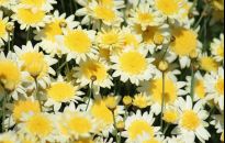 Złocień krzewiasty można uformować w drzewko