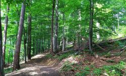 Trasy rowerowe w Bieszczadach. "Singletrack pod Honem" w Nadleśnictwie Cisna