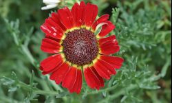 Ismelia długo kwitnie. Nadaje się na rabaty i balkony