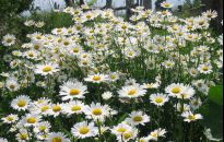 Rumianek na obwódki rabat i do wazonu