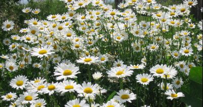 Rumianek na obwódki rabat i do wazonu