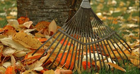 Jesienny czas sadzenia drzew i krzewów, użyźniania gleby