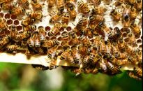 Startuje Rzeszowskie Miodobranie 