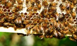 Startuje Rzeszowskie Miodobranie 