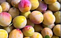 Czas na jesienne sadzenie drzew - smaczna śliwomorela