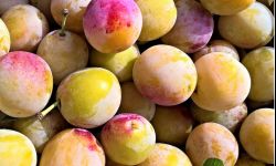 Czas na jesienne sadzenie drzew - smaczna śliwomorela