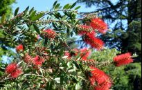 Kulfik - drzewko dobre również do uprawy w donicy