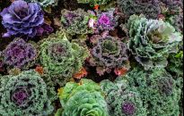 Ozdobna kapustka na rabaty i do jesiennych bukietów