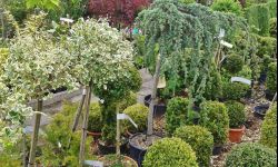 Rośliny z wyprzedaży - jak poznać okazję