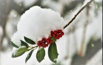 Susza fizjologiczna może dotknąć rośliny w ogrodzie zimą