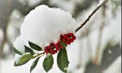 Susza fizjologiczna może dotknąć rośliny w ogrodzie zimą