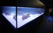 W Rzeszowie otwarto największy na Podkarpaciu sklep z akwarystyką morską