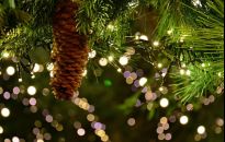 Jakie drzewko na choinkę? Może sosna?