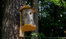 Idealna budka dla ptaków