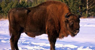 W Bieszczadach 40 żubrów zostanie zastrzelonych